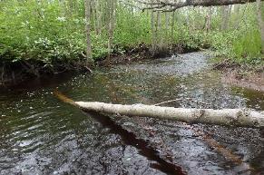Beskrivning: En brant svagt humusfärgad bäck med botten av block, sten, grus och död ved.