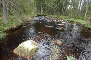 18. Hundtjärnsbäcken Koordinater: 6662110:1445668 6662553:1444986 Undersökt sträcka: Från Lertjärnen till Hundtjärnen.