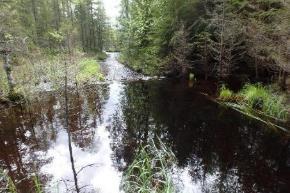 19. Lammtjärnsbäcken Koordinater: 6662337:1445555 6663830:14445080 Undersökt sträcka: Från utflödet i Hundtjärnsbäcken till Lammtjärnen. Bredd: Ca 1,5 2,5 m. Djup: Ca 0,2 0,3 m.
