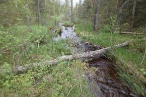 Beståndet bör ligga bra över100 musslor. Vid inventeringstillfället sågs mycket öring både i vattenkikaren samt att det vakade friskt i vattendraget.