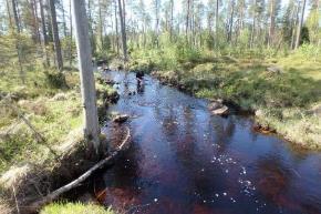 Bäckens botten består av till stor del av sand och sediment och är tidigare rensad, bara små partier av strömmar finns.