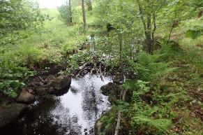 Djurhållning sker i bäckens närhet och bäverdämme fanns på sträckan.