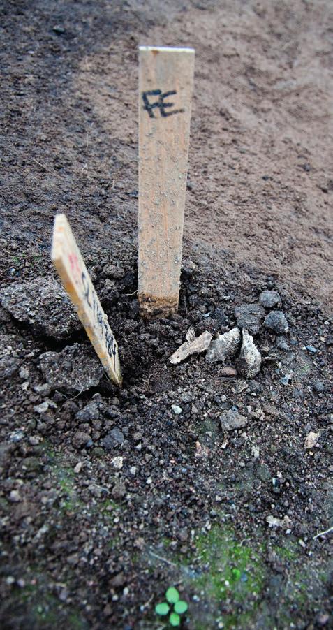 När resterna av torpet undersöktes visade det sig att det inte var ett torp utan ett gravfält från äldre järnåldern.