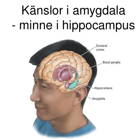 Social fobi/ångest Både psykologisk behandling och läkemedelsbehandling dämpar aktiveringen av amygdala Stressorer Organism Stressreaktioner Hippocampus