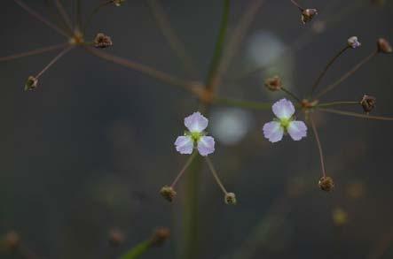 13 Figur 15. Den smalbladiga vanliga svaltingens blomma. Foto Andreas Garpenbring.