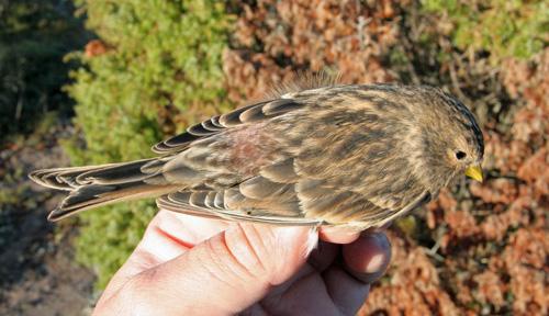 6 Blåmesarna hade sitt bästa år någonsin. Tidigare högsta notering var 77 märkta som uppnåddes både år 1990 och 1993. Blåmesen är uppenbarligen på frammarsch.