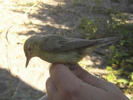 Fågeln var en 1K hona. Arten är påträffad en gång tidigare på Haparanda Sandskär och då rörde det sig om en 2K+ hane som observerades i augusti 1990.