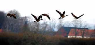 NATURA 2000-OMRÅDEN ARKELSTORP I Kristianstads kommun finns ett femtiotal områden utpekade som Natura 2000-områden enligt EU:s habitats- eller fågeldirektiv.