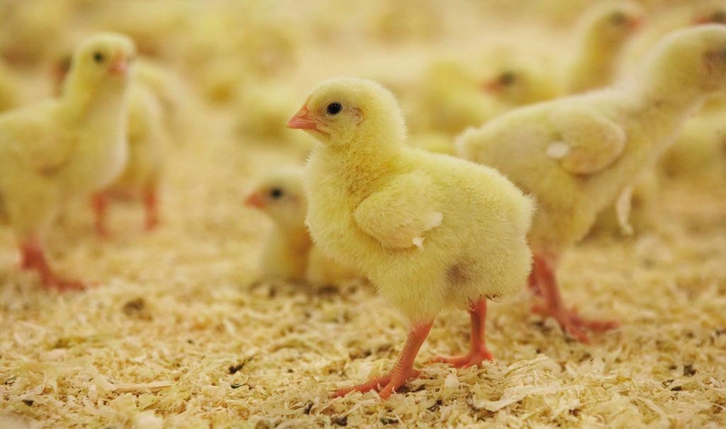 Svensk Fågels omvärld Campylobacterutbrottet Svensk Fågel har sedan mitten av 1980-talet aktivt verkat för åtgärder som ska minska förekomsten av campylobacter i kycklingflockar och har i ett