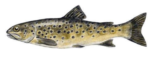 Abbrre Gers (intrducerad)