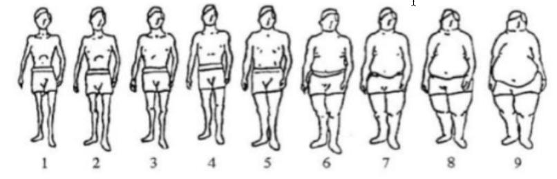 Respondenterna fick välja den kroppsbildssiffra som stämde överens med sin egen utifrån bilderna 1 och 2 som visas ovanför.