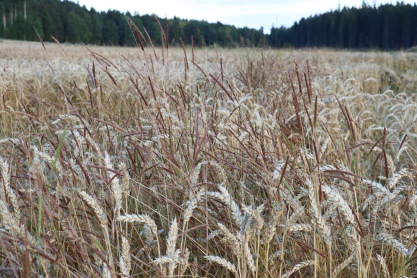 Gräsogräs i utsäde av höstspannmål Noteras ej vid fältbesiktningar Ingen nolltolerans.