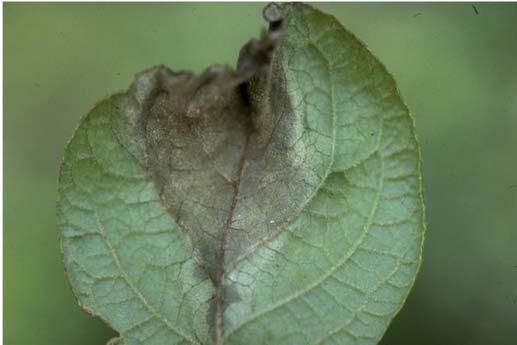 Behovsanpassad bladmögelbekämpning i potatis med hjälp av belutstödssytem Potatisbladmögel (Phytophtora infestans) en mycket allvarlig skadegörare i potatis Potatisbladmögel kan förorsaka