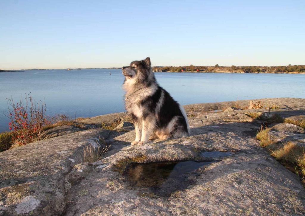 Måna och Krim Efter besök ett antal gånger och hos samma klinik så bytte jag veterinär. Det tog henne 1 timme att konstatera att Krim hade Borrelia. Efter medicinering har jag nu en pigg hund igen.