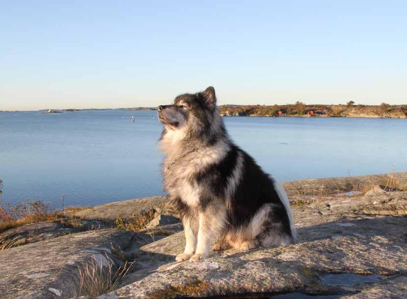 Då det har varit svårt att hitta bra mat och jag är inte så glad för torrfoder, har jag provat mig fram till det bästa receptet.