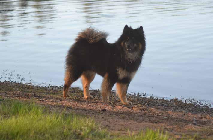 Krim som väger 25 kg får ca 200-250 gr morgon och samma på kvällen. (om han vill äta) Krim är idag 5,5 år och är det bästa i mitt liv. Han är alltid med mig.
