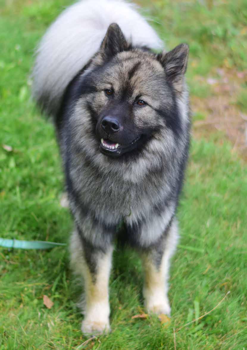 Fanny (Essmania s Linxi) Medlemsavgifter Huvudmedlem: Familjemedlem: Utlandsboende medlem: Utlandsboende familjemedlem: Medlemsavgift i SSUK ingår (endast boende i Sverige).