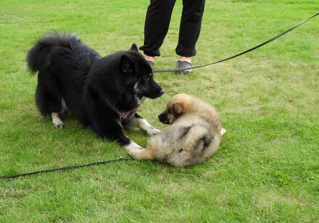 . En rolig utslagstävling där allt fokus främst ligger på att ha kul med sin hund och i år hade vi tre klasser