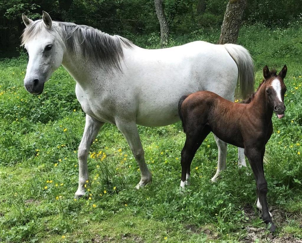 KULLTORPS STUTERI Uppfödning av welshponnyer i snart ett halvt sekel. försäljningsdag lördag den 20 oktober kl 12.00 Då säljer vi föl, unghästar och något äldre sto och hingst.