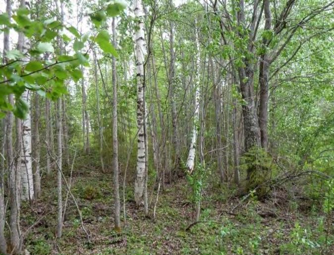 Grundfors markerat som höst- och vinterland. Effekter och konsekvenser Då de kulturhistoriska lämningarna inte är helt klarlagda bör skyddsåtgärder vidtas för att hindra att området skadas.