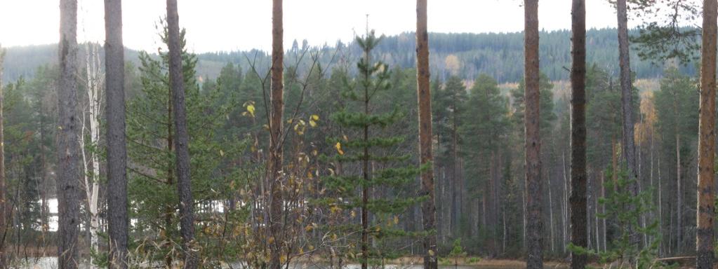 Figur 4.2-2 Utsikt från planerad rastplats 4.2.4. Kulturmiljö Inga kända forn- eller kulturlämningar finns inom aktuellt område.