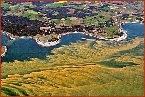 Under ommaren 2005 var cyanobakterier extremt