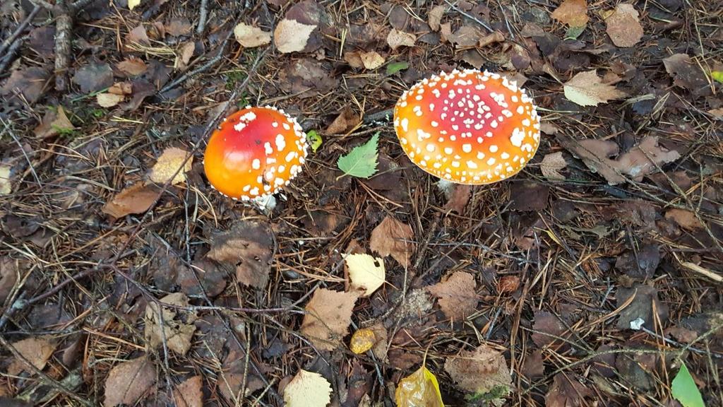 Veckobrev nr 38 (18 september-24 september) 2017 Då var det dags igen Månadsmöte/ Grödinge Bygdegård Ståtliga svampar Onsdagen den 20 september kl. 12.