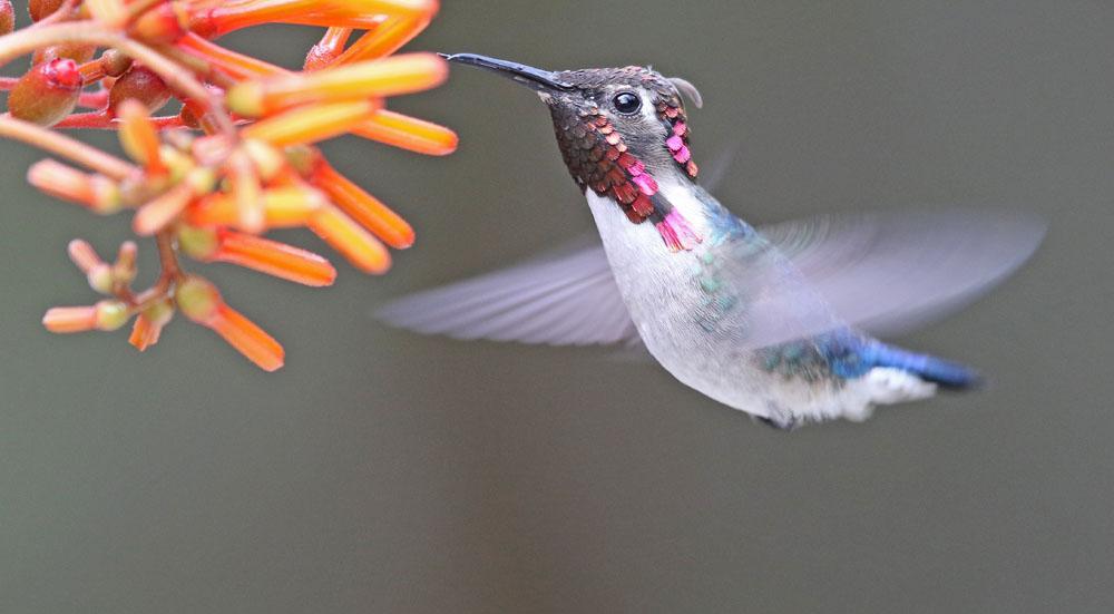 Kuba 10 20 mars 2019 med Carl-Axel Bauer Bee Hummingbird världens minsta fågel finns bara på Kuba och vi har chans att se den i Zapata-området!