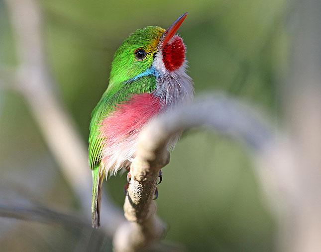 Cuban Tody "Kubas vackraste fågel"? Foto: Carl-Axel Bauer Dag 10: Heldagsskådning i den fina, kuperade, nationalparken La Guira, samt i omgivningarna till San Diego.