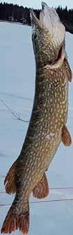 Det finns fiskar som bara leker vid fullmåne och en del andra fiskar som bara vandrar i nedan.