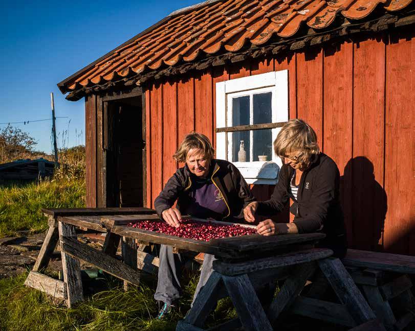 Caroline Eriksson och Gunilla Pernold rensar tranbär utanför Gunillas bod på Fredlarna. På Fredlarna växer det gott om tranbär i klippskrevorna mellan bodarna.