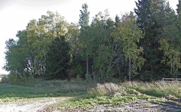 Några närboende skulle kunna klaga på att alléträden skuggar för mycket. Närboende skulle dessutom kunna klaga på att allén ser skräpig ut. Här kan risken för olovlig avverkning kanske vara större.