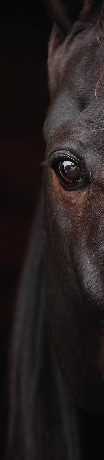 ÖVRIGA LOPP ROMME FREDAG 11 JANUARI ROMME // 23 LOPP 1 2 M VOLT START 18.20 3-åriga och äldre 2.001-8.000 kr. Körsvenskrav kat.. 2 m. Tillägg 20 m vid vunna 1.001 krpris: 30.000-1.000-.00-.700-3.