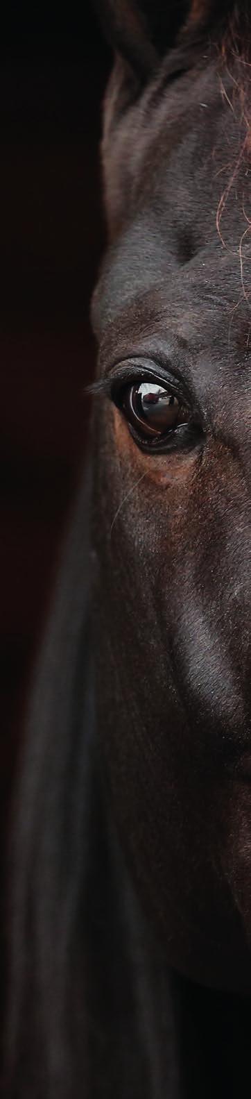 Nummer 3 2 november 2017 Pris 3 kr Nummer B Specialnummer 2 januari 2018 3-A-001-A.indd 1 2017--31 1:00 Villiam V8 ÅBY/SOLVALLA ONSDAG JANUARI Xpress-Stostayern DD-1 ÅBY // 0 LOPP 20 M AUTO START 21.