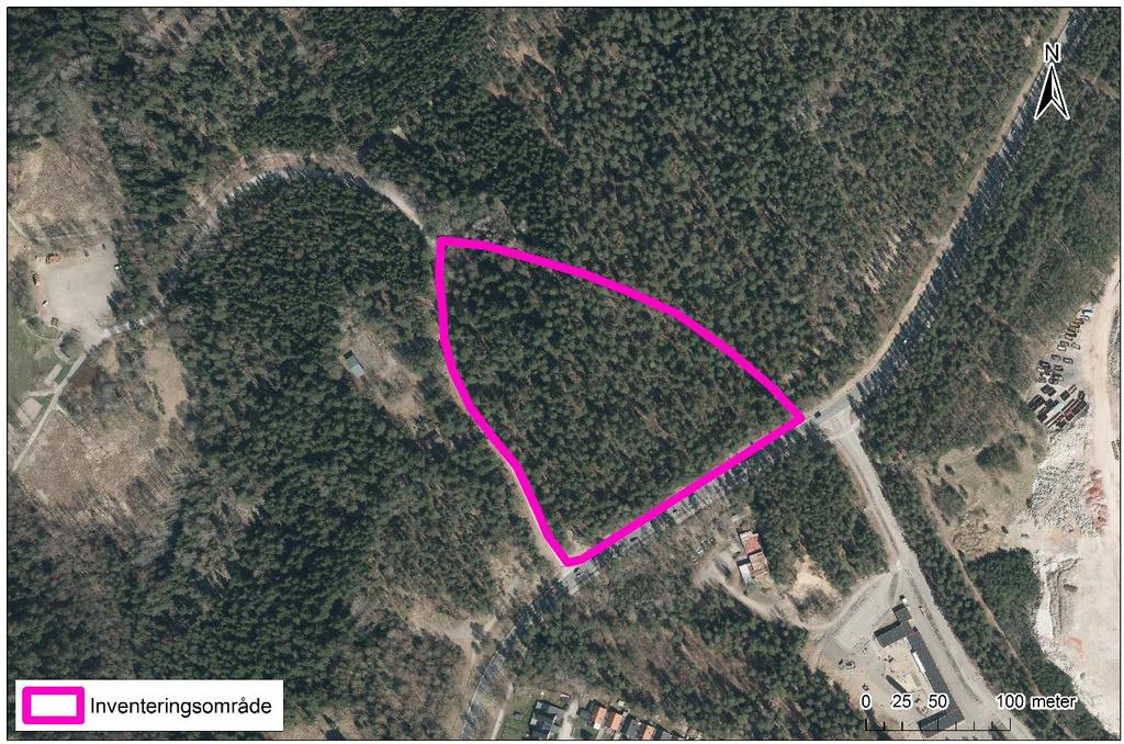 Naturmiljö Nuvarande förhållanden Inventeringsområdet (figur 2) utgörs överlag av tallskog med inslag av bl a gran, lärk, björk och asp.