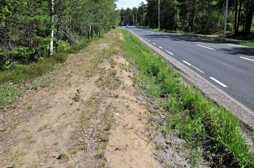 Figur 5. Vägslänten mot väg 226 hyser lämpliga habitat för vissa insektsarter, däribland sandlevande steklar.