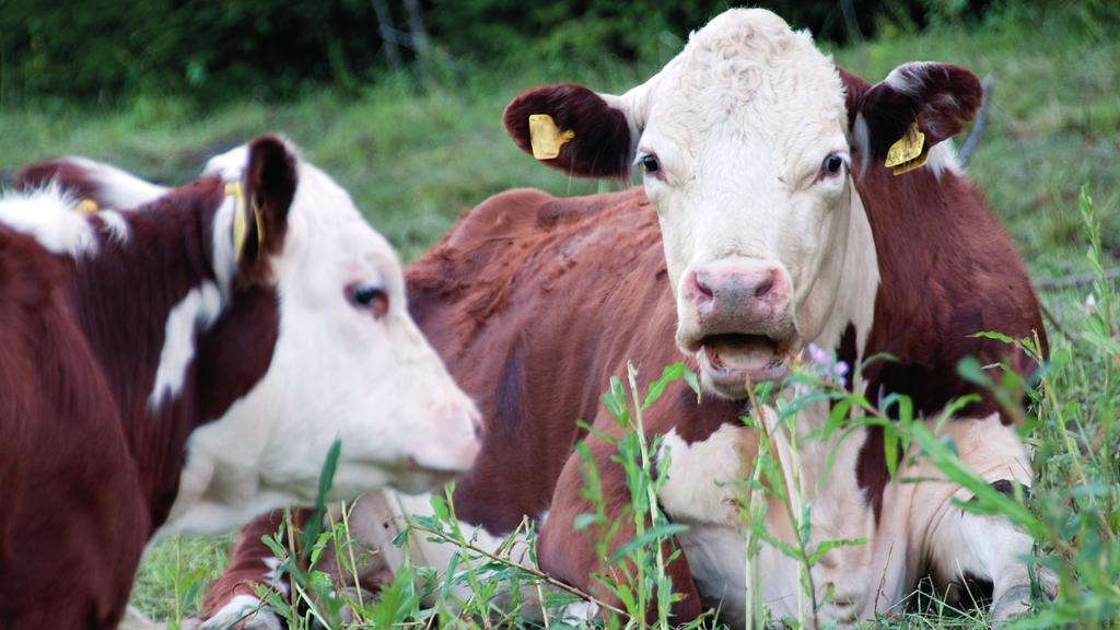 3:81A DeLaval elklipper S2 för köttdjur Art nr 86581301 Elklipper S2 för köttdjur Levereras med olja, verktyg och