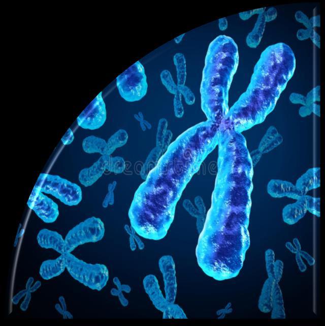 Leukemier (D/B)