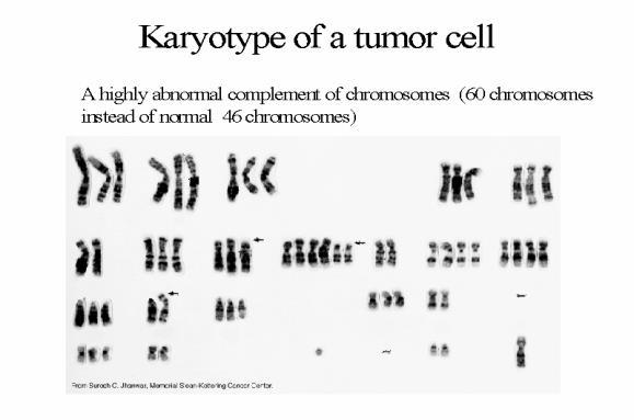 Cytogenetik Gen