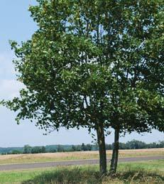 Den blir ca 0,5 m hög, har ett böljande växtsätt och gul höstfärgning. Praktrönn, Sorbus decora är ett mindre träd som blir 3-5 m högt.