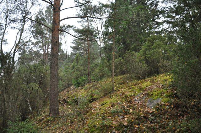 Delområde G Buskskikt består av enbuskar, där mellan dominerar kala hällar, mossa och ljung samt lummer. I området finns mycket fina tallar i olika succesionsstadier.