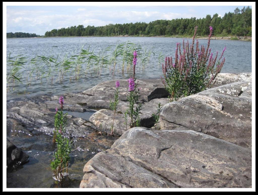 Inventering av Va nerns strandvegetation i