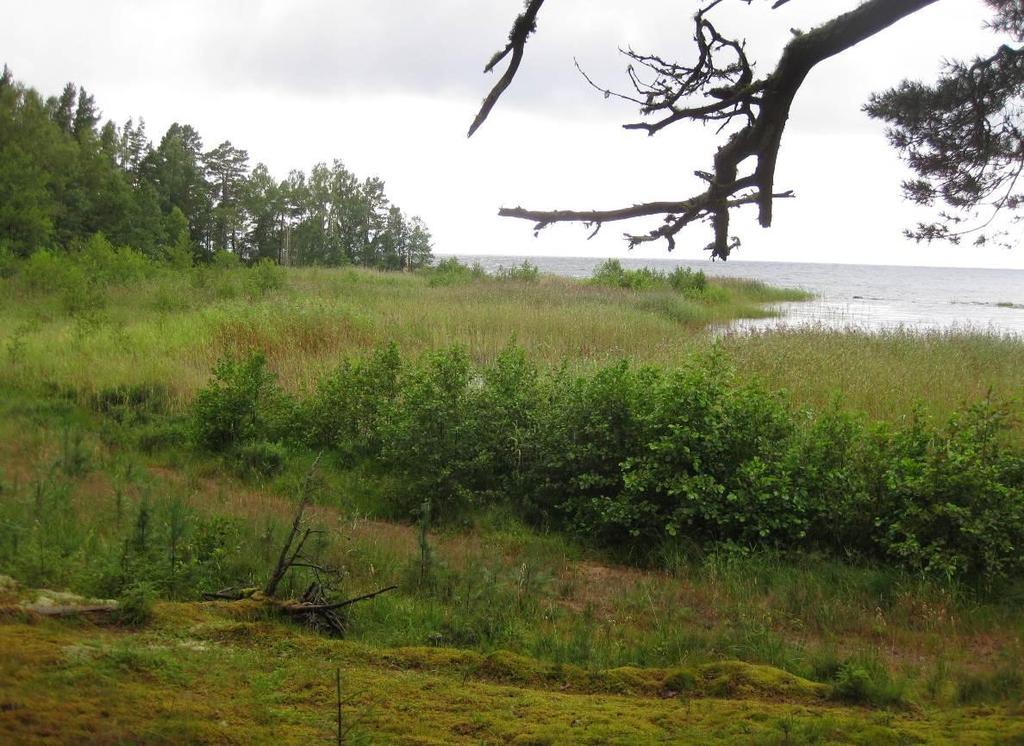 Som fotona (13 a-d, 14 a-b) visar är det angeläget att röja upp och rensa sandstränderna på Brommö, som till stora delar är ett naturreservat, både för den biologiska