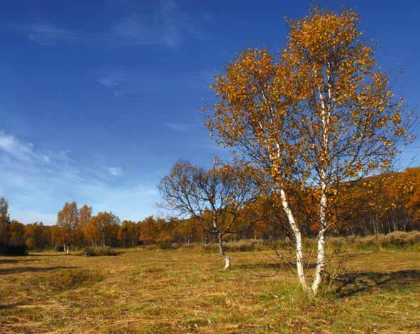 På fäbodar som sköts traditionellt och på fortfarande öppna översvämningsmarker längs Ljusnan, kan man hitta höga naturvärden i de speciella växter som är anpassade till liens och mulens framfart.