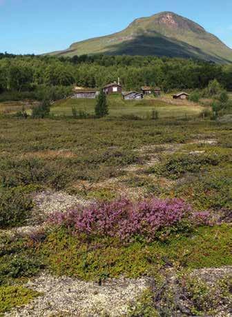 och hur butöserna tillverkade olika mjölkprodukter under högsommarmånaderna. I dag finns det djur på en fäbod i Mittåkläppsområdet. Det är kor som tillhör familjen Hjort på Hågnvallen.