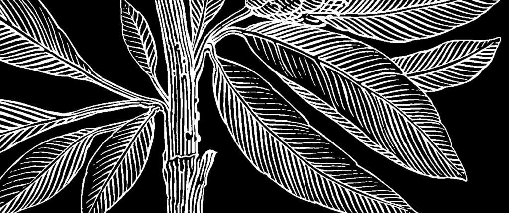 increased area of broadleaved forest evaluation of