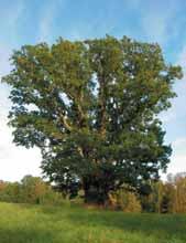 Ek 285 2232 Mer än 75 % av den ursprungliga kronan finns kvar. 80 % av den befintliga kronan består av levande grenverk. Trädet skjuter skott från stammen och kronan.