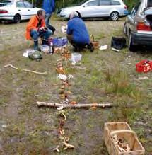 härnösandskommun, Stigsjö socken härnösandskommun, Viksjö socken Tremellodendropsis tuberosa 7) 7! Hornsjömon brända områden - årtal.