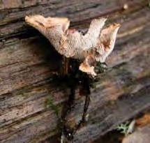massfruktifiering första året efter branden medan speciellt brandtofsskivling (Pholiota highlandensis), stybbspröding (Psatyrella pennata) och brandbitterskivling (Gymnopilus odini) av
