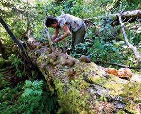 Barndomens laxfiske i älven, öringsfisket i bäckar och tjärnar, slåttanna vid älven sommartid, älvornas dans på skogsmyrarna skildrade Rolf Lidberg, Foto: Hjördis Lundmark.
